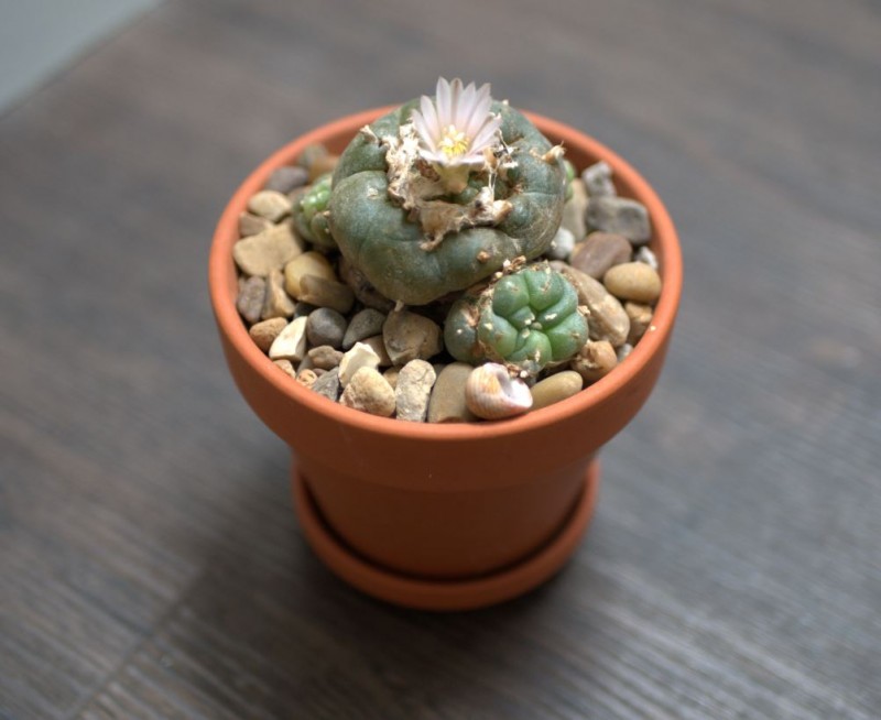 Peyote