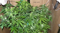 drobes etc 11 6 21 005