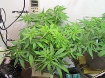 1F (1)