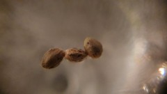 IMG-20210619-WA0029