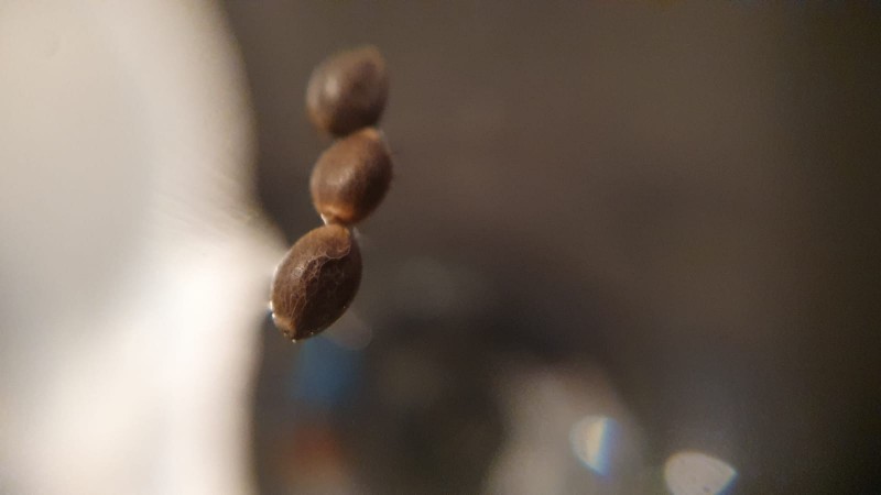 IMG-20210619-WA0031