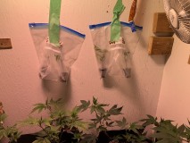 clones