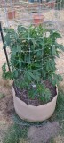Super Sour Diesel