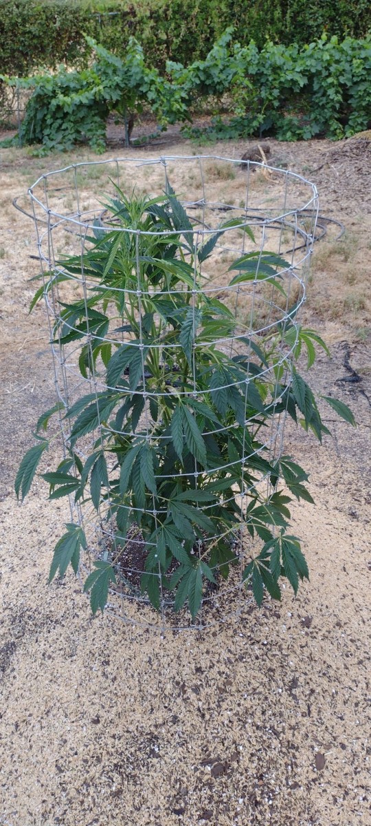 Super Sour Diesel