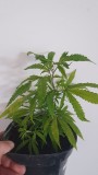 IMG-20210620-WA0001