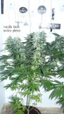 vk td autos etc 021