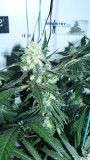vk td autos etc 026