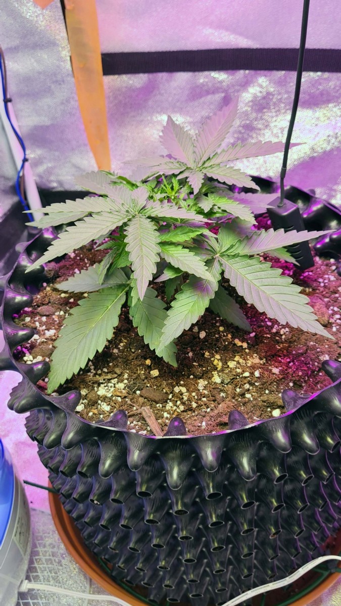 Day 14 a