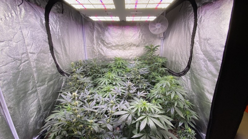 Auto run update