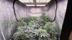 Auto run update