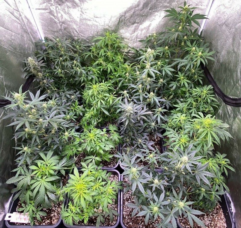 Auto run update