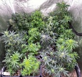 Auto run update