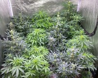 Auto run update