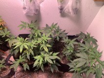 gmveg