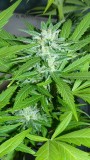 drobe gardens 054
