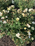 roses