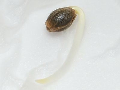 Germinated seed