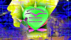 mn dutch passion heart