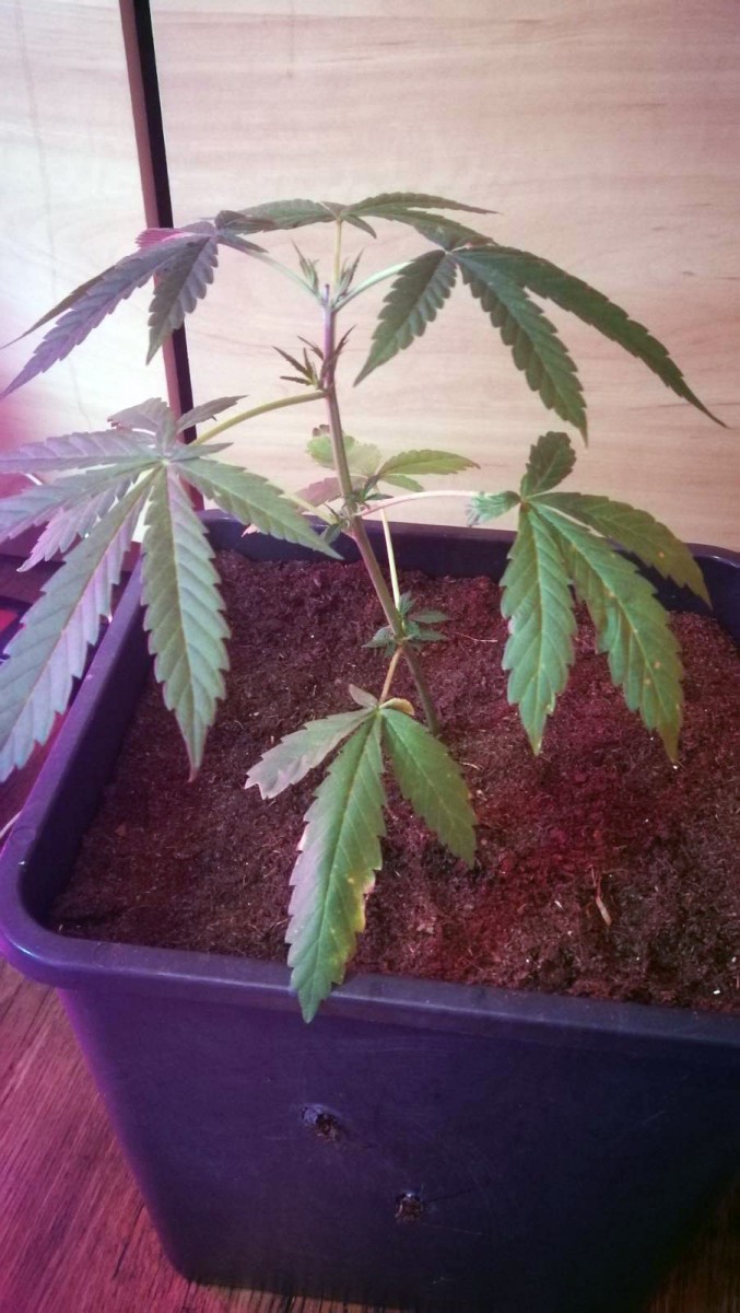 shit plant