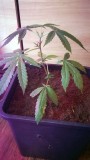shit plant