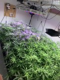 hydro