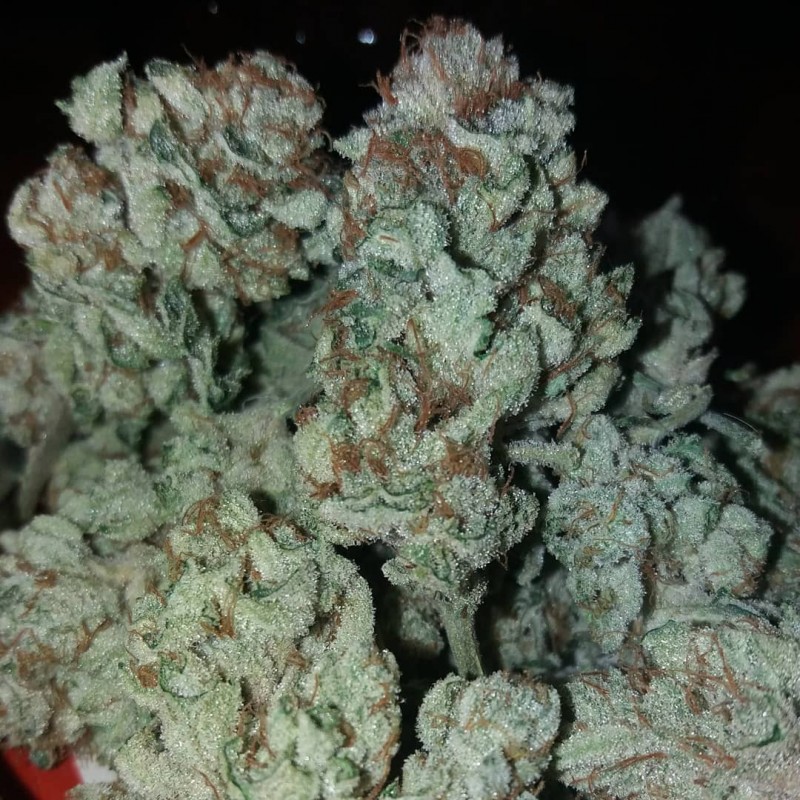 Zilky Zmooth by Inhouse Genetics