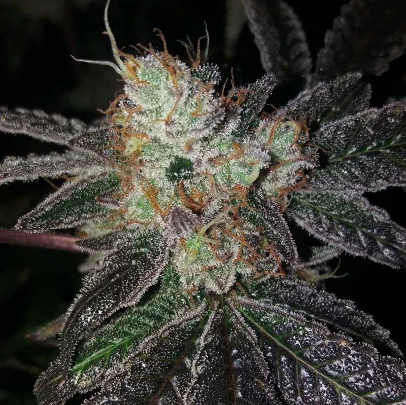 Smashed Cake by Medgrower1