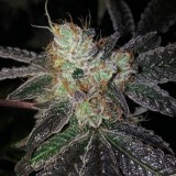 Smashed Cake by Medgrower1
