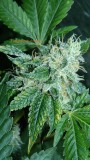 drobes sunroom etc 050