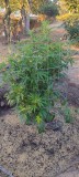 Super Sour Diesel