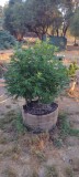 Super Sour Diesel