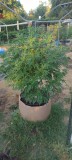 Super Sour Diesel