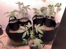 5w