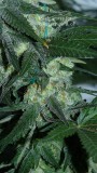 vks td zkittles og 006