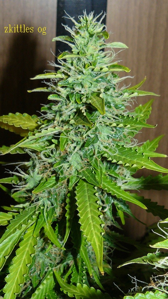 vks td zkittles og 054
