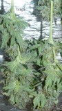 vks td zkittles og 063