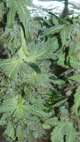 vks td zkittles og 064