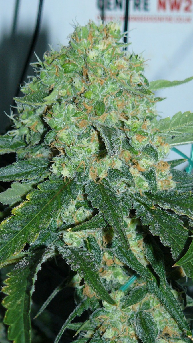 botm drobes sunroom 011