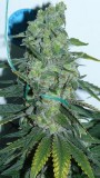 botm drobes sunroom 022