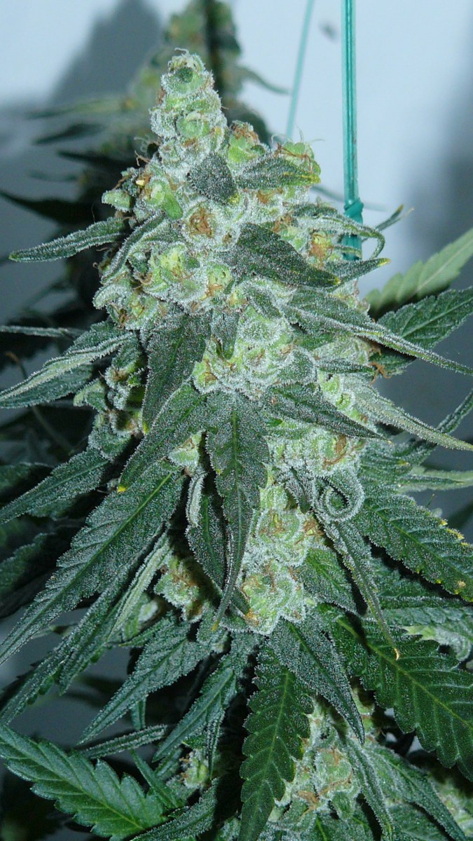 botm drobes sunroom 030
