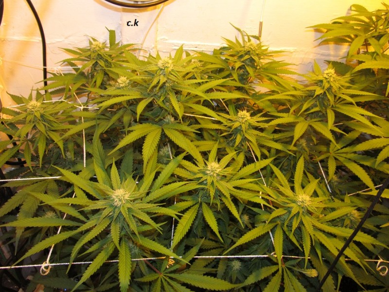 26 days in (1)