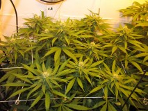 26 days in (1)