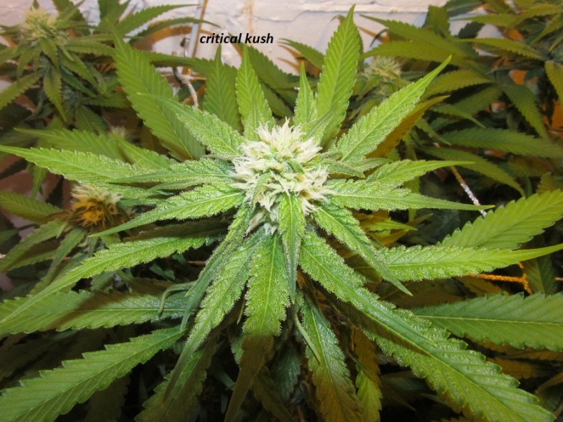 26 days in (4)