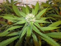 26 days in (4)