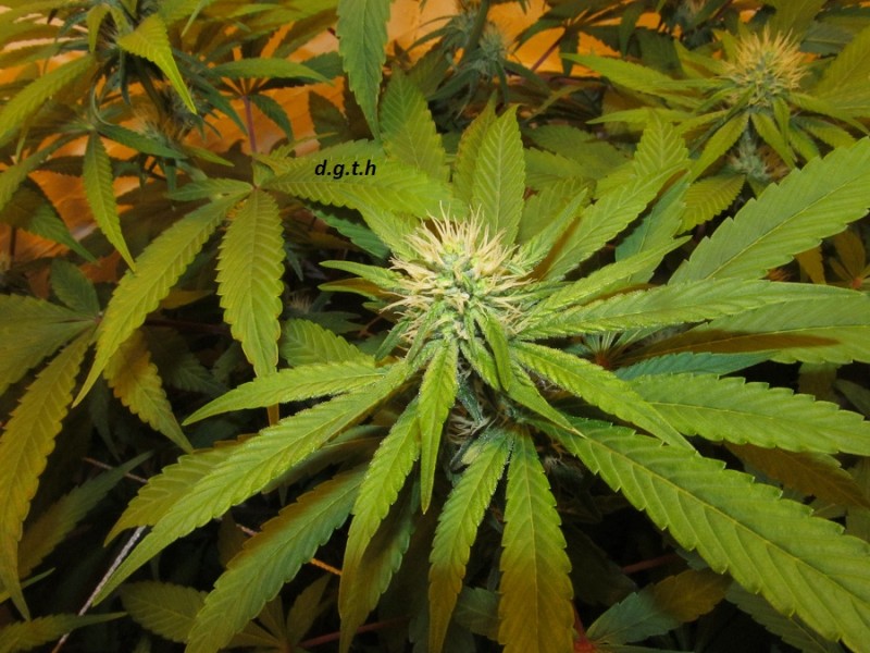 26 days in (7)