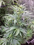 Bubblegum 22d