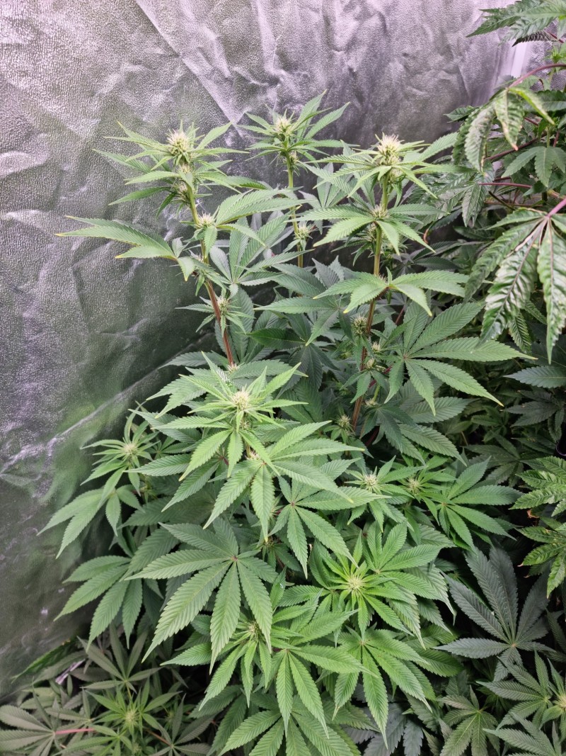 Dark Star 22d