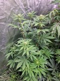Dark Star 22d
