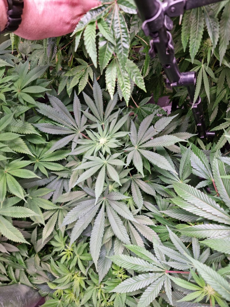 MOB 22d