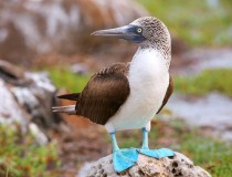 booby-Galapagos-Islands-Ecuador